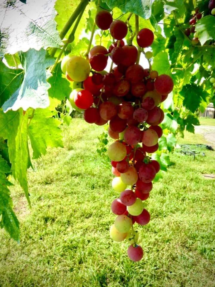 Agriturismo Parco Campofelice Lombardore エクステリア 写真
