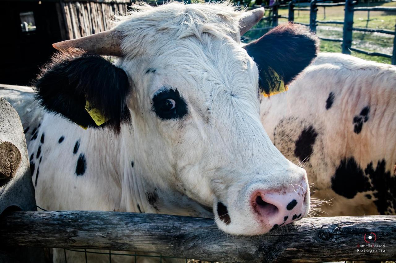 Agriturismo Parco Campofelice Lombardore エクステリア 写真