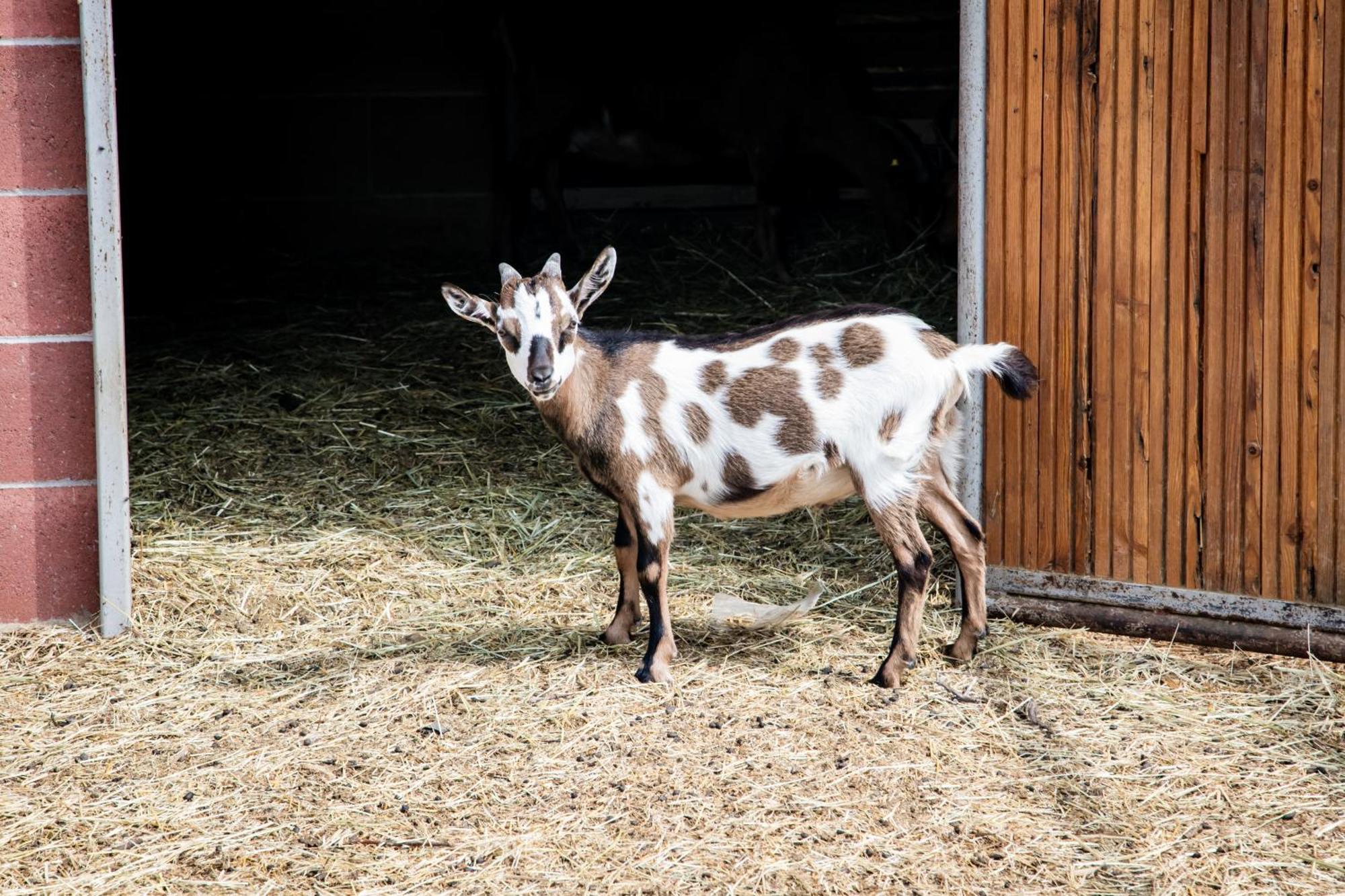 Agriturismo Parco Campofelice Lombardore エクステリア 写真