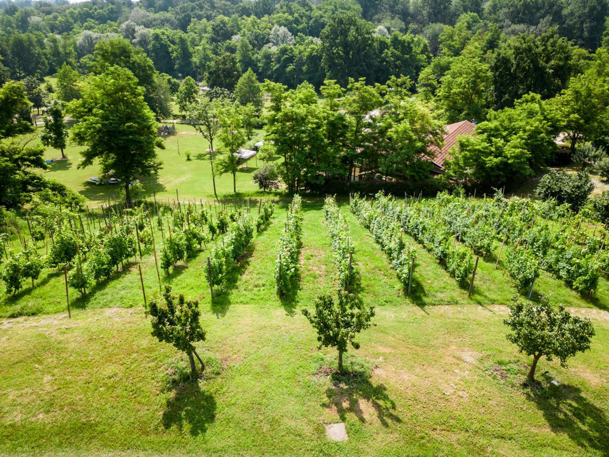 Agriturismo Parco Campofelice Lombardore エクステリア 写真