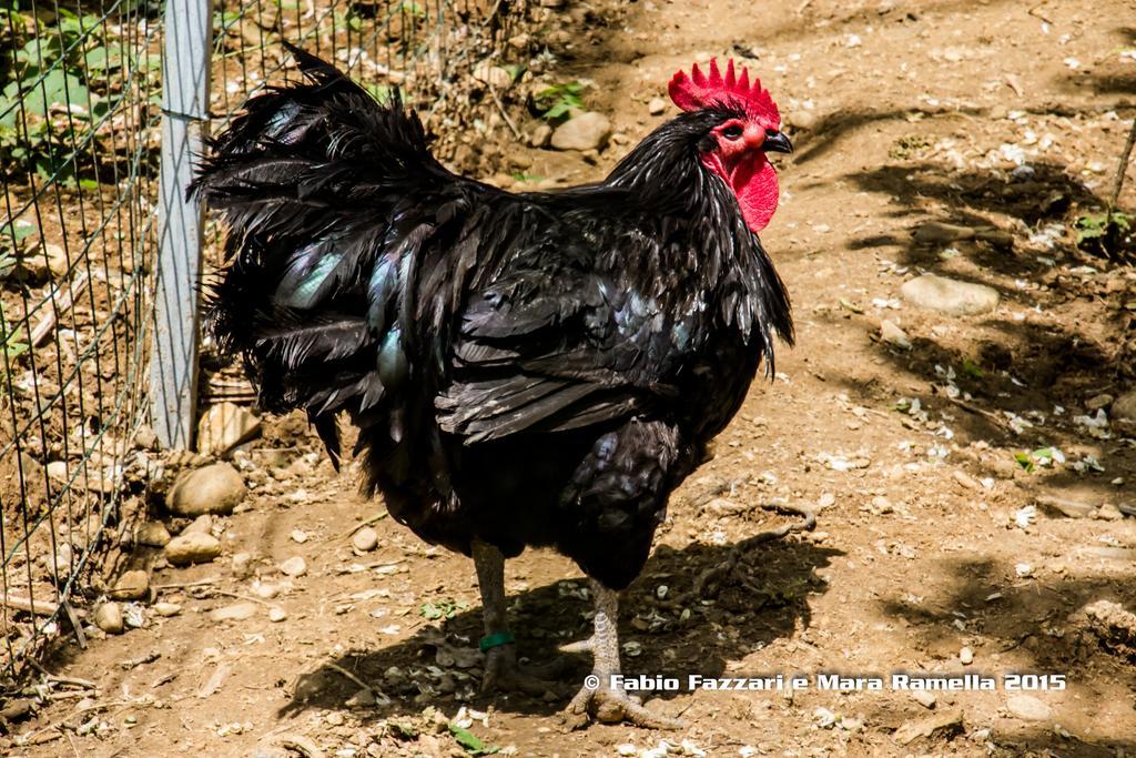 Lombardore Agriturismo Parco Campofelice Bed & Breakfast エクステリア 写真