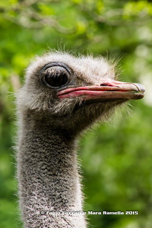 Agriturismo Parco Campofelice Lombardore エクステリア 写真